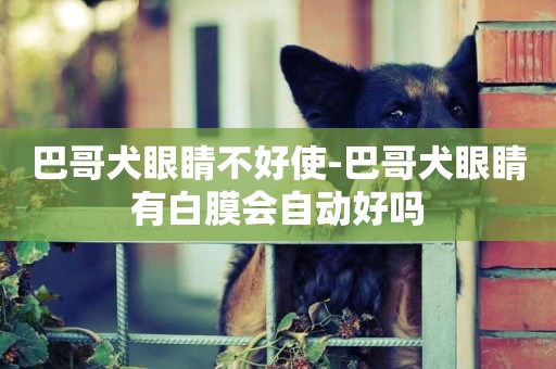 巴哥犬眼睛不好使-巴哥犬眼睛有白膜会自动好吗